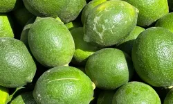 Erdemli'de limon üreticisinin gözü piyasada