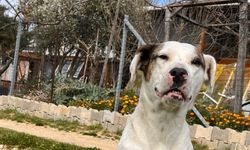 Av tüfeğiyle öldürülen ‘Sütlaç’ için savcılığa suç duyurusu