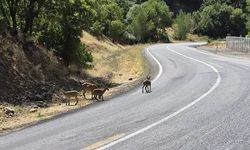 "Yaban keçileri sosyal yaşamın bir parçası olmuş"