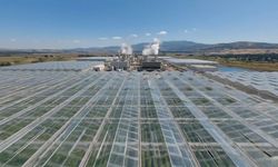 Simav Jeotermal sera bölgesi üretime hazır