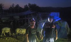 Bursa'da kaybolan 50 koyun jandarmanın dron destekli aramasıyla bulundu