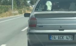 Otomobilin arka koltuğunda buzağı taşıdılar