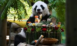 Dev panda 15 yaşında