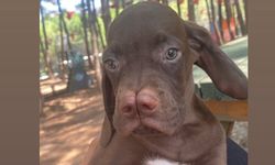 Çatalburun köpeklerinin nesli güvence altına alındı