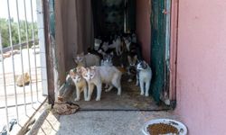 ‘Çöp Ev’ şikayetinden ‘Kedi Evi’ çıktı
