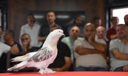 5 milyon liraya satılan şebap güvercinleri podyumda
