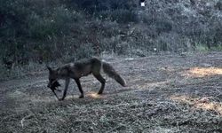 Yaban hayatı fotokapanlarla görüntülendi