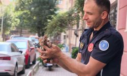 Yavru kediyi itfaiye kurtardı