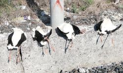 52 leylek elektrik akımına kapılarak öldü