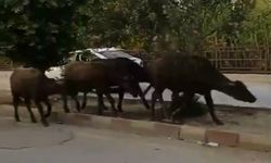 Hatay'da başıboş anguslar yola çıktı; görenler şaşırdı