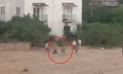 İnek kaçtı peşinden koşan sahibi yere kapaklandı