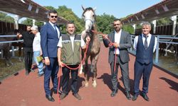 Arap tayları 27 milyon 550 bin liradan alıcı buldu
