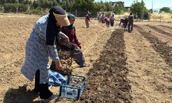 Safranbolu’da ‘kırmızı altın’ mesaisi başladı