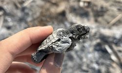 Yasak dinlenmedi, bir caretta yaşamını yitirdi