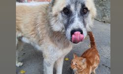 Kedi köpek gibi” sözüne Bonnie ile Kınalı’dan cevap