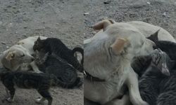 Köpek, kedi yavrularını emzirirken görüntülendi