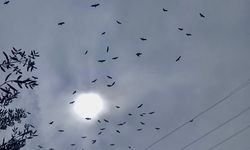Mersin'de yağmurların ardından leylek göçü başladı