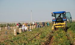 Patates Niğde üreticisinin yüzünü güldürdü