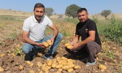 Patatesin tarladaki fiyatı 25 liradan 10 liraya düştü