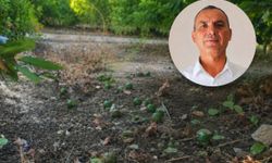 Silifke’de poyraz mahsulü vurdu