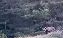 Çoban'ın karşısına ayı çıktı