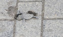 Yaklaşık 40 yavru deniz kaplumbağası araçların altında öldü