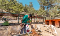 Mersin’de 2 yılda binlerce köpek ile kedi kısırlaştırılarak sahiplendirildi