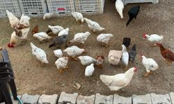 Yaz sıcakları yumurta verimini düşürdü