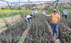 Ziraat Uzmanı Soner Cengiz’den tropikal meyve uyarısı:  En büyük finansal tuzak
