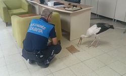 Yaralı leylek zabıta ekiplerince koruma altına alındı