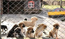 Sahipsiz köpeklerin beslenmesi yasağına mahkemeden iptal
