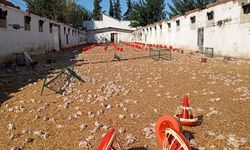 Adana'da hortum felaketi: 20 bin civciv telef oldu