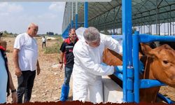 Adana’da şap aşısı seferberliği