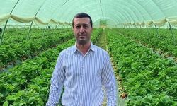 Anamur'da çilek sezonu öncesi kritik uyarı