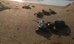Yuvada sıkışan 22 caretta caretta yavrusu denize bırakıldı