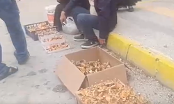 Saatlerce yürüyerek topluyor kilosunu 250 TL’ye satıyor