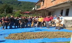 Mahalleli, hayatını kaybeden kardeşlerin fındığını topladı