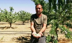Hobisi 400 dönümlük badem bahçesine dönüştü