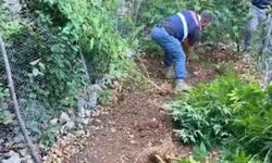Hatay’da 371 kök skunk türü kenevir ele geçirildi