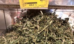 Isırgan otu neye iyi gelir?