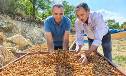 Silifke’de badem hasadında üreticiye destek