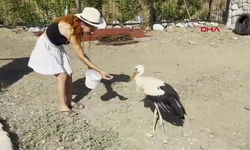 Siteden ayrılmayan leyleği balık ve etle besliyorlar