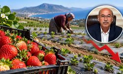 Mersin’de çilek ekimi geçen yıla göre düştü