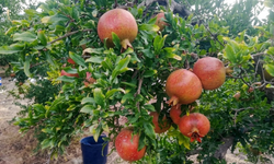 Mersin'de nar hasadında fiyat tahmini