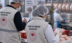 Mersin’de tavuk eti denetimi nasıl?