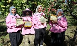'Pembe maskeli’ kadın arıcılar hasada başladı