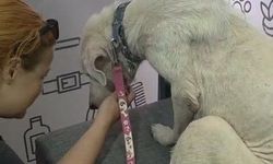 Köpeğe, kendisini kurtarıp sahiplenen avukatın adı verildi