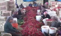 İslahiye biberinde hasat mesaisi sürüyor