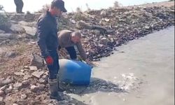 Sulama kanallarında mahsur kalan balık göletlere taşındı