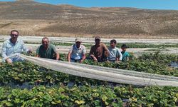 Silifke’de bin 850 metrede çilek denemesi
